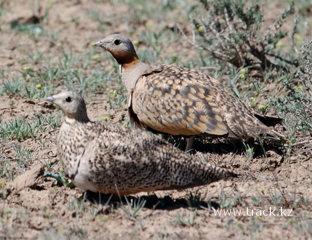 Black-Bellied Sandgrouse - Pterocles orientalis